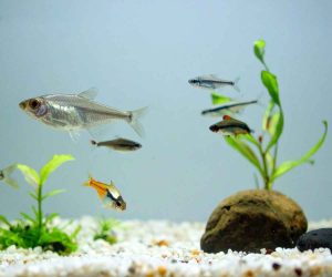 agua de mar para acuarios